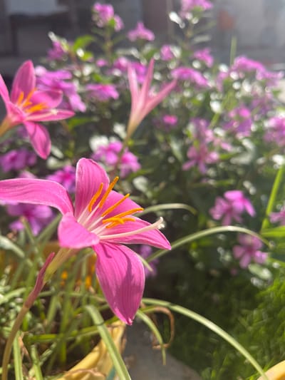 In Kabal, Pakistan, a close-up shot captures a vibrant pink rain lily in the foreground, its delicate petals unfurling to reveal bright yellow stamens. The flower, with its slender green leaves and stem, is planted in a yellow pot, partially visible at the bottom of the frame. In the background, a profusion of smaller pink flowers and lush green foliage creates a soft, blurred tapestry of color. The scene is bathed in natural sunlight, casting gentle shadows and highlighting the delicate beauty of the flowers. The overall impression is one of natural tranquility and the serene beauty of a well-tended garden.