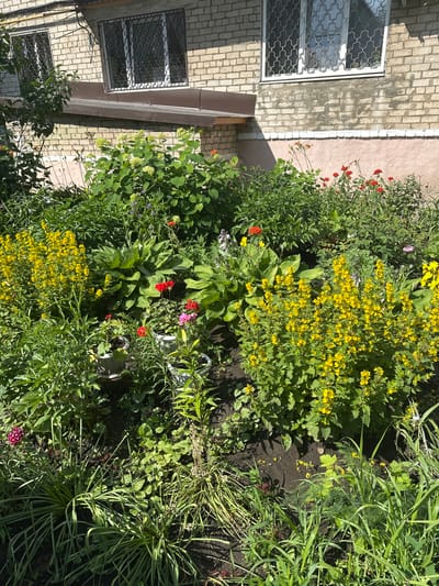 The image shows a close-up view of a flowerbed with various plants and flowers in front of a brick building. The building has windows with metal grates. The flowerbed contains lush green foliage, tall yellow flowers, and some red and pink flowers. There are also some potted plants visible. The ground is dark soil. The scene appears to be outdoors on a sunny day. The location is described as Togliatti, Russia.