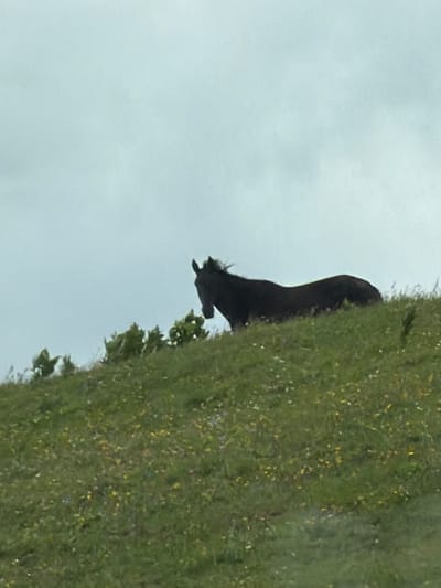 A dark-colored horse stands on a grassy hillside under a pale, overcast sky. The horse is silhouetted against the sky and is facing to the left of the frame. The hillside is covered in green grass with scattered yellow and white wildflowers. There are a few green plants growing in clumps near the top of the hill. The scene is likely outdoors in a rural or natural setting. The location is unknown, Russia.