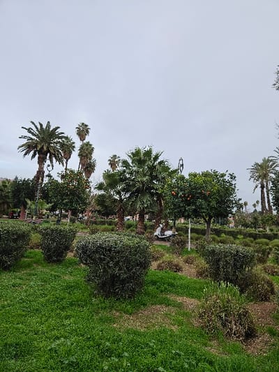 A vibrant park scene features lush green grass and diverse vegetation. Palm trees of varying sizes dot the landscape, alongside other trees bearing orange fruit. Manicured bushes add structure to the space. In the background, benches and street lamps suggest a public area intended for relaxation. The cloudy sky indicates an overcast day.