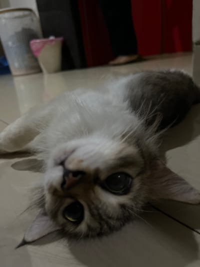 A cat with grey and white fur is looking up toward the camera. It has large, dark eyes and is in Binong, Indonesia. The background includes a red object and white tiles.