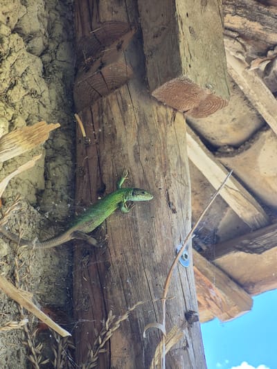 A green lizard is perched on a rough wooden post in Sadina, Bulgaria. The lizard is oriented diagonally, with its head facing right, and its body curves slightly. Its scales are visible, and its claws grip the textured wood. The post is weathered and shows signs of age, with visible grain and small cracks. Behind the lizard, the post is surrounded by a rough, earthy wall, possibly made of clay and straw. The background reveals a wooden roof structure with intersecting beams and a bright blue sky peeking through. Fine strands of cobweb are visible clinging to the post and a thin reed-like plant.