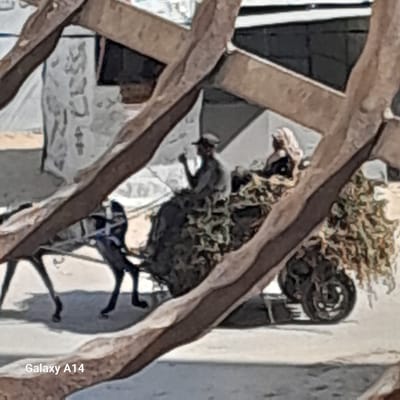 In Khan Yunis, Palestinian Territories, a horse-drawn cart navigates a dusty, unpaved area. The cart is laden with what appears to be foliage or hay, creating a dense green mass within its structure. Two figures are seated in the cart. The individual in the foreground wears a cap and appears to be holding something in their hand, possibly a cigarette or a piece of food. Behind this person, another individual, possibly a woman, is seated and is covered with a headscarf or veil. The horse, harnessed to the cart, is visible in the lower left portion of the frame, with its legs and hooves distinct. The cart's wheels are large and spoked. The background suggests a rustic or older part of the city, with low-lying structures visible. The overall image has a somewhat painterly quality, with softened edges and muted colors, possibly due to post-processing. A watermark at the bottom reads "Galaxy A14."
