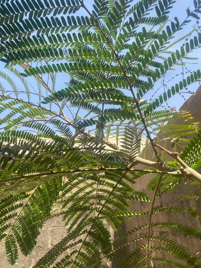The image displays an outdoor scene in Rido, Nigeria, primarily focused on the dense green foliage of a tree against a clear blue sky. The tree's numerous small, compound green leaves on slender branches occupy the majority of the frame, exhibiting varying degrees of illumination and shadow from strong overhead sunlight. In the upper right portion, a coil of metallic razor wire is visible, extending horizontally against the sky and above a light-colored, textured wall. This wall, appearing to be constructed of concrete or masonry, spans the right and lower background, showing both sunlit and shaded areas. No individuals or active subjects are present. The environment suggests bright daytime conditions.