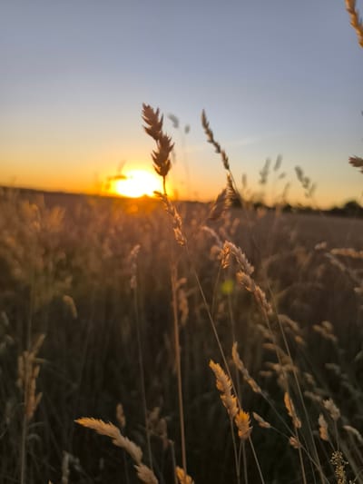The image depicts a close-up view of dry grass stalks in a field at sunset. The sun is low on the horizon, casting a warm, golden glow across the scene and silhouetting the grass. The sky transitions from a pale blue at the top to a vibrant orange near the horizon. The grass in the foreground is sharply in focus, showing individual stalks and seed heads. In the background, the field stretches out, appearing soft and blurred due to the sunset's light and the shallow depth of field. There are no people or man-made objects visible in the frame, suggesting a natural, rural setting. The overall atmosphere is serene and tranquil, characteristic of a peaceful evening in the countryside. The image is taken in Wittislingen, Germany.