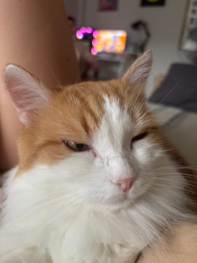 A close-up, slightly tilted, eye-level shot shows an orange and white domestic shorthair cat resting on someone's lap. The cat is looking towards the viewer with its left eye partially closed, and its right eye is closed, suggesting it is sleepy or being petted. The cat has a fluffy white chest and orange fur on its head and back. Its pink nose is visible. In the blurred background, there is a person's arm on the left and a brightly lit monitor screen with colorful graphics on the right. The setting appears to be indoors, likely a home environment.