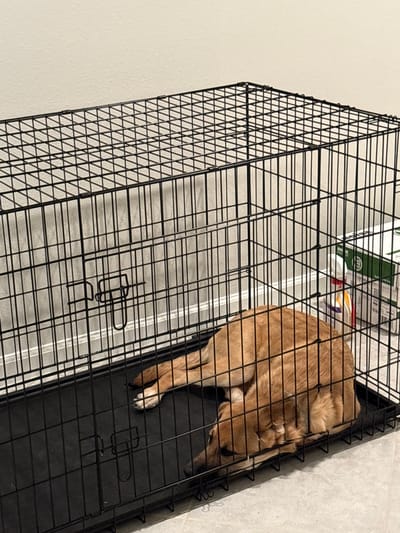 A tan dog is lying inside a black wire dog crate. The dog is curled up, with its head tucked in and its body partially visible through the crate bars. It appears to be sleeping or resting. In the background, out of focus, are what appear to be some boxes or bags. The crate is placed on a black plastic tray, which is on a floor that looks like concrete or a similar textured surface. The lighting suggests it is likely indoors, possibly in a home or a pet facility. The image is taken from a slightly elevated angle, looking down into the crate. There is no discernible time of day or weather information, nor any explicit emotional cues beyond the dog's relaxed posture. No visible text is clearly legible. The location is identified as Parrish, United States, but this context does not appear to be directly evident from the visual elements of the image itself.