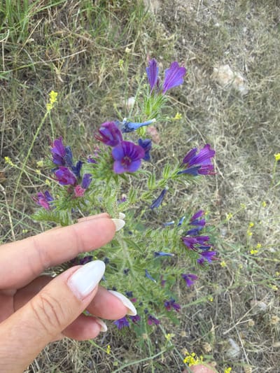 A close-up, high-angle outdoor shot captures a person's hand with distinct white manicured nails gently interacting with a flowering plant. The hand, positioned in the lower right portion of the frame, is touching the green, hairy stem of the plant.
The plant features numerous vibrant purple and blue tubular flowers, some in full bloom and others still appearing as buds. These flowers are clustered along the upright, slightly spiky stems. The background consists of dry, light brown and green grassy ground, interspersed with small rocks and patches of lighter, dried vegetation. Small, scattered yellow flowers are also visible in the background, suggesting a natural, somewhat wild setting.
The lighting indicates bright daylight, casting no harsh shadows and illuminating the scene evenly. The overall impression is one of gentle appreciation for nature. No visible text is present in the image. Given the location context, this scene is set in Mont-roig del Camp, Spain, consistent with the dry, Mediterranean vegetation.
