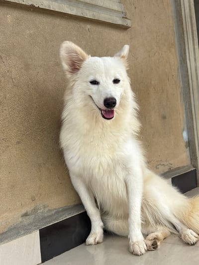 A white dog is lying on its back with its tongue out on a light brown surface next to what appears to be the edge of a step or raised area. The dog's paws are crossed, and it is looking toward the camera. The location is implied as Ikot Ekpene, Nigeria, but this information cannot be verified visually.