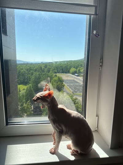 The image depicts a hairless Sphynx cat perched on a white window sill inside an apartment in Krasnoyarsk, Russia, during daylight hours on a clear, sunny day. The cat is oriented to the left, with its mouth wide open, revealing a pink tongue and teeth, indicative of a yawn or vocalization. Its large, pointed ears are visible, with a reddish hue from the sunlight.
The window features a white PVC frame and is fitted with a light grey roller blind, partially lowered at the top. A silver beaded chain with a small, clear and red crystalline ornament hangs from the right side of the window frame. The window glass exhibits numerous smudges, dust particles, and water marks. Direct sunlight illuminates the left side of the window sill and the cat, casting distinct shadows to the right.
Through the window, an expansive outdoor scene is visible. A clear blue sky dominates the upper portion. The mid-ground is characterized by dense green deciduous trees, suggesting a park or forested area. Within this greenery, a sports complex or playground is discernible, featuring multiple courts with faded markings and dark surfaces, along with a small building or shelter. In the far distance, vegetated hills or low mountains are visible beneath the clear sky. On the immediate left side of the window, a segment of a modern, light-colored building with dark window details is visible, suggesting a multi-story urban or suburban structure.