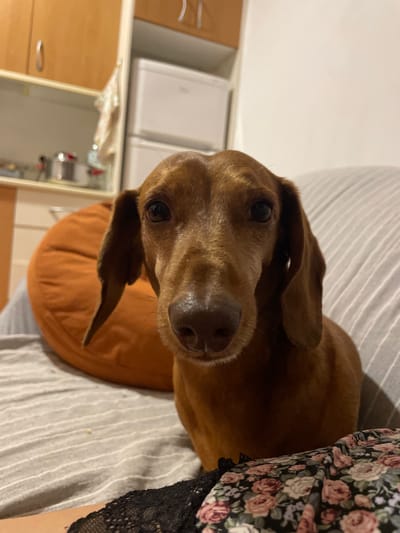 An adult male, brown Dachshund dog is positioned in the foreground, looking directly at the camera. The dog is seated on a grey, striped couch, with an orange circular cushion visible behind its left side. The background shows kitchen cabinets with silver handles and white appliances. A person's arm, adorned with a floral pattern fabric and black lace, is visible in the lower right corner of the frame. The scene appears to be an indoor domestic setting, likely a living room or kitchen area, within a residence in La Línea de la Concepción, Spain.