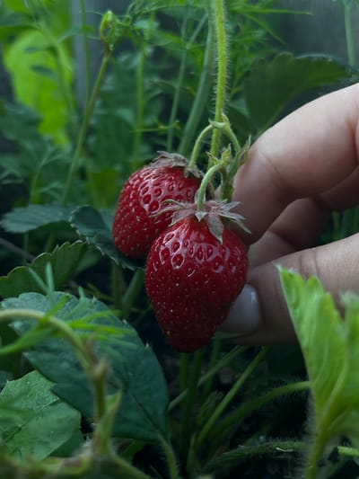 In Starobaltachevo, Russia, a close-up shot captures two ripe strawberries being gently held by a person's hand. The strawberries are a vibrant red and appear plump, with visible seeds on their surface. They are attached to a green stem, which is also covered in fine hairs. The surrounding environment consists of lush green strawberry leaves and other foliage, suggesting a garden or natural setting. The person's fingers, with a light-colored fingernail polish, are positioned to support the strawberries, implying they are either picking or examining them. The background is blurred, focusing attention on the strawberries and the hand.