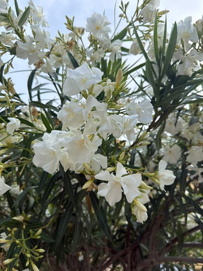 The image shows a cluster of white oleander flowers in full bloom, interspersed with dark green leaves. The flowers are concentrated in the foreground, with additional blooms and foliage extending into the background. A portion of a tree trunk or branch is visible on the right side. The background includes a view of the sky, possibly indicating an outdoor location. The image is likely taken in daylight. There is no visible evidence in the image to verify the specific location of Chianchitta, Italy.