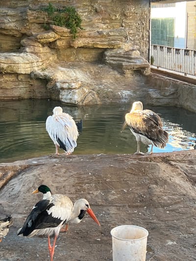The image depicts an animal enclosure within the Barza Municipality, Syria. The scene features a man-made habitat with a pond surrounded by artificial rock formations resembling a natural cliff face, adorned with some green vegetation. Two large birds stand at the edge of the pond: one predominantly white with black wingtips, facing away from the camera, and another, brown and white with a large bill, facing towards the right. In the foreground, a white stork with black primary feathers and orange legs and beak stands on dry, uneven ground littered with feathers. To the left of the stork, the head and partial body of a male mallard duck are visible. A white, dirt-stained plastic bucket rests on the ground in the lower right corner. In the background, beyond the enclosure, a light-colored building with dark-paned windows and a white metal railing is visible, indicating an adjacent urban structure. The lighting suggests daylight.