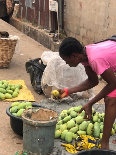 A woman wearing pink clothes crouches near piles of green mangoes arranged for sale. She holds a mango in her right hand, her left hand resting on the pile. The mangoes are displayed on a gray sack, a yellow cloth, and inside a black bucket. A white net sits between the woman and the mangoes, while a woven basket is visible in the lower left corner. The setting appears to be an outdoor market area.