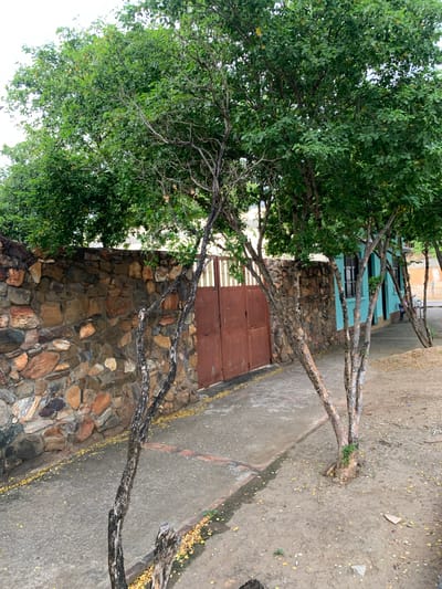 The image depicts a street scene in Santa Ana, Venezuela, characterized by a rustic, weathered aesthetic. A stone wall, constructed from irregularly shaped, multi-colored rocks, runs along the left side of the frame. Adjacent to the wall are two weathered, light brown metal gates. In front of the wall and gates, a concrete sidewalk is visible, scattered with fallen yellow leaves. Several trees with thin trunks and lush green foliage are positioned in the foreground and along the right side of the sidewalk. Their branches cast shadows on the ground. To the right of the sidewalk, a light blue building with dark-shuttered windows is present. A narrow dirt path runs alongside the building. A person, partially visible, is walking near the building. The overall impression is one of a slightly neglected but charming urban environment.