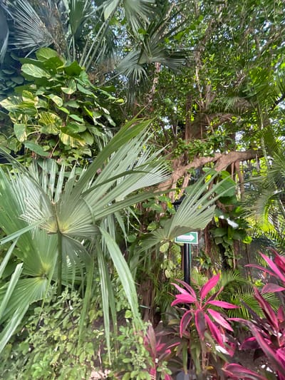The image is an upward-facing shot in Playa del Carmen, Mexico, showing a dense collection of tropical vegetation. Dominating the view are several large fan palm leaves, exhibiting a pale green color. Interspersed among the palms are various other plants, including a vibrant pink-leaved plant to the right and numerous green plants, with some displaying variegated patterns. A tree trunk is visible, extending vertically through the foliage, and a green sign with a white upward-pointing arrow is attached to a black bar. The overall environment is lush, suggesting a tropical or botanical garden setting.