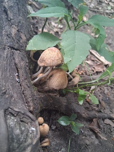 A close-up shows clusters of small brown mushrooms growing around the base of a tree trunk. Green plants sprout nearby, obscuring some of the mushrooms. The mushroom caps exhibit a distinct radial pattern. The surrounding ground is a mixture of dark soil, leaf litter, and moss, creating a damp and wooded environment.