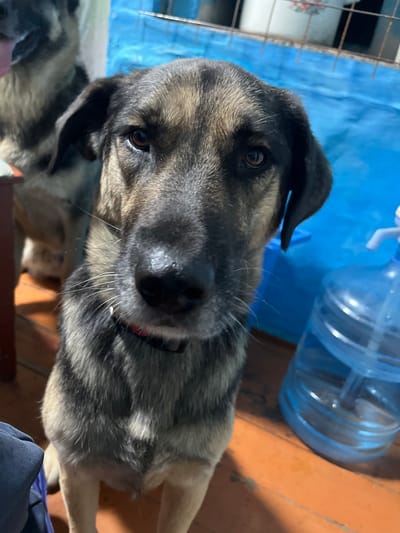 The image features a close-up, slightly angled view of a dog. The dog has a dark and tan coat with pointed ears and is looking directly at the camera. Its eyes are dark and appear to be conveying a calm or curious emotion. We can see its snout, prominent whiskers, and part of its body. Behind the dog, there is a blue tarp or fabric, and to the right, a large clear plastic water jug is visible. The floor appears to be made of wooden planks, with an orange-brown hue. A metal cage or barrier is also partially visible on the left side of the image. The lighting suggests it might be daytime, possibly indoors given the presence of the tarp and water jug. The setting appears to be a somewhat utilitarian or domestic environment. There is no visible text in the image.
