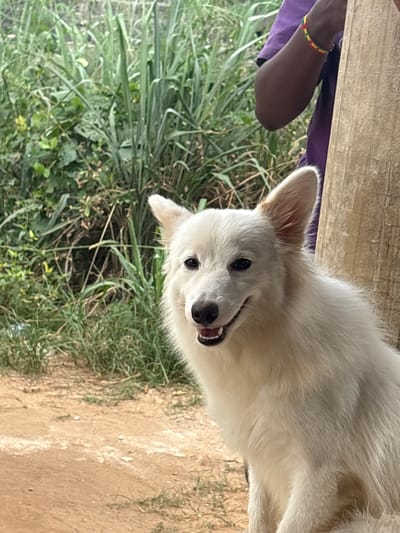 The image captures a white dog situated in Ikot Ekpene, Nigeria. The dog, a medium-sized Spitz-type breed with predominantly white fur, possesses dark eyes, a black nose, and an open mouth revealing a pink tongue and white teeth. It is positioned in the foreground, facing the observer. To the right, a dark-skinned human forearm, adorned with a red, yellow, and green beaded bracelet, is visible, partially obscured by a light brown, vertically oriented wooden post. The ground consists of reddish-brown soil with scattered patches of green grass. The background is characterized by dense, tall green vegetation, including broad-leafed plants and grasses, indicating an outdoor, natural environment.