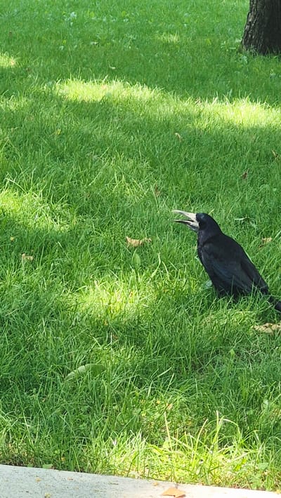 A black bird with its beak open is perched on a grassy lawn. The bird is partially in shadow, with patches of sunlight illuminating the grass around it. A tree trunk is visible in the upper right corner. The foreground shows a glimpse of a paved surface, possibly a sidewalk or path. The scene is an outdoor environment, likely a park or a garden, in Chișinău, Moldova. The overall impression is one of a natural, serene setting with the bird as the focal point.