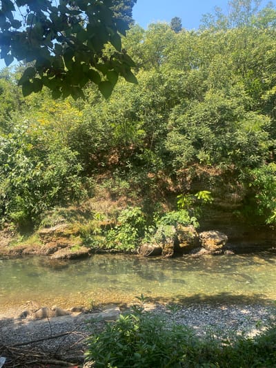 The image captures a sun-drenched natural scene, likely in or near Podgorica, Montenegro. The focal point is a clear, shallow river flowing over a bed of pebbles. The water is illuminated by sunlight, revealing the riverbed and casting dappled shadows. The riverbank on the right is characterized by a steep, vegetated incline, with rocky outcrops and dense greenery. On the left, the riverbank is lower and covered in pebbles, with fallen branches and low-lying green plants. In the foreground, more vegetation and branches are visible, suggesting a natural, undeveloped area. The background is dominated by a thick canopy of lush green trees, with patches of blue sky visible through the foliage, indicating a clear, sunny day. No people or structures are evident in the image.