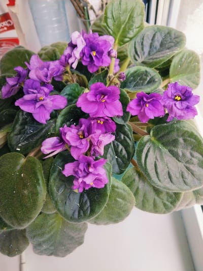 The image shows a close-up of a potted African violet plant with vibrant purple flowers and fuzzy green leaves. The plant is positioned on a white surface, possibly a windowsill, with a blurred background that suggests an indoor setting. A portion of a red and white package is visible in the upper left corner, and behind it, a light blue cylindrical object, possibly a bottle or a container, can be seen. The lighting appears natural, suggesting it might be near a window. The scene is static and does not depict any actions or interactions. The location is unknown.