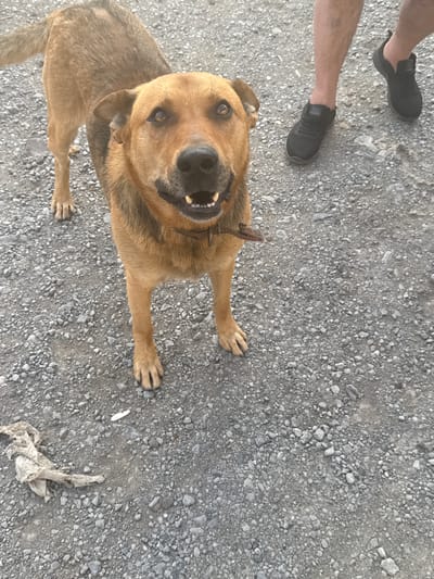 The media file shows a dog lying on a gravel surface, looking up at the camera with its mouth open and tongue visible. The dog is light brown with darker brown markings on its face and ears. It appears to be wearing a collar. In the background, two people's legs and feet are visible, wearing dark shoes. One person is wearing shorts, and the other is wearing long pants. The scene is outdoors, with a rough, rocky ground. Some crumpled white material, possibly paper or plastic, is scattered on the ground to the right of the dog. The lighting suggests it is daytime, and the overall impression is of an informal outdoor setting. There is no visible text in the media file.
