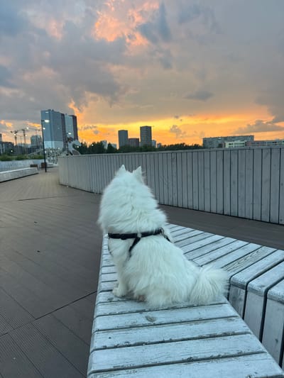 A fluffy white dog wearing a black harness sits on a white wooden bench facing away from the camera. The dog is positioned on the right side of the image, with its hindquarters and tail visible. The bench is on a wooden boardwalk, which occupies the foreground and midground of the image. In the background, a line of trees separates the boardwalk from a cityscape featuring several modern buildings. A vibrant sunset with orange and pink hues illuminates the sky, casting a warm glow over the scene. The image appears to have been taken in the city of Yekaterinburg, Russia, likely in an urban park or waterfront area designed for recreation.