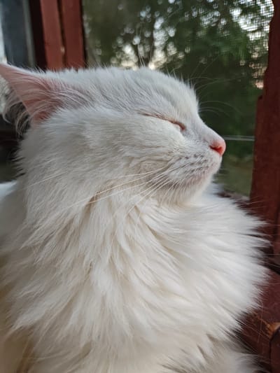 A close-up, side-profile shot shows a fluffy white cat with its eyes closed, resting its head on a reddish-brown surface. The cat's fur appears soft and voluminous, with long whiskers fanning out from its muzzle. Its pink nose is slightly upturned, and its ears are pointed. The background is softly blurred, revealing dappled green foliage and what appears to be a window screen. The lighting suggests it might be daytime, possibly morning or late afternoon, casting a gentle glow on the cat's face. The overall impression is one of peaceful repose. The scene is framed by a dark, reddish-brown border, suggesting the cat is looking out from a window or perch. The mention of Odesa, Ukraine, adds a geographical context to the image.
