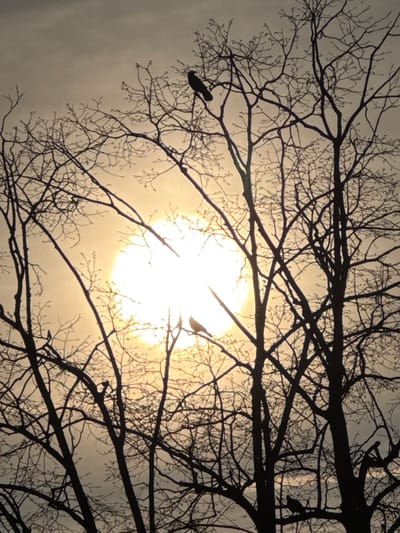 The image depicts a backlit outdoor scene in Strasbourg, France, dominated by the silhouetted bare branches and trunks of multiple deciduous trees against a bright, diffused sun positioned centrally. The sky, visible through the intricate tree canopy, transitions from a light grey at the top to a warm orange and yellow around the sun, indicating either sunrise or sunset. At least four dark, indistinct birds are perched motionless on various branches: one prominent bird near the top-center, another to the right of the sun at mid-height, a third in the lower-left quadrant, and a fourth in the lower-right quadrant. No human subjects or man-made structures are visible. The environment consists solely of natural elements, with the trees devoid of leaves, suggesting a winter or early spring season.
