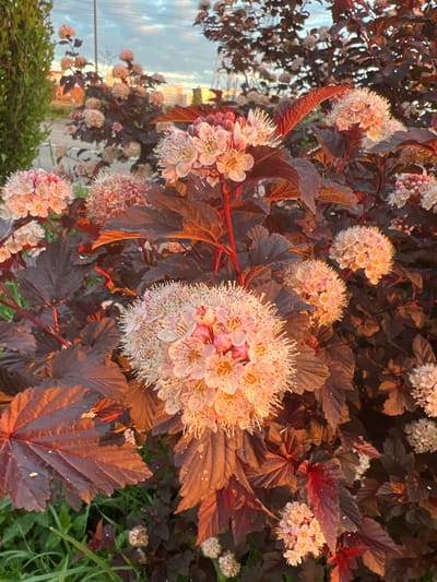 The image shows a cluster of dark red-leaved plants with clusters of small white and pink flowers in bloom. The plants are in a garden setting, with green grass visible at the bottom. In the background, a road and buildings are visible, suggesting an urban environment. The light suggests it is either early morning or late evening. The image does not contain enough information to determine the exact location in Yekaterinburg, Russia.