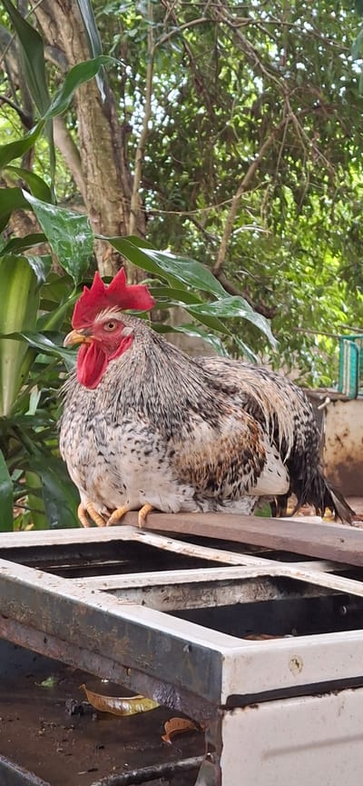 In Vallecito, Venezuela, a speckled rooster with a bright red comb and wattle sits perched on a wooden plank. The rooster's feathers are a mix of white, black, and brown, with dark speckles scattered across its body. Its yellow feet grip the plank securely. Behind the rooster, lush green foliage, including large, glossy leaves and branches of trees, creates a natural backdrop. Sunlight filters through the leaves, casting dappled light on the scene. The rooster appears to be resting, its body relaxed as it surveys its surroundings. The overall impression is one of a tranquil, natural setting in a Venezuelan locale.
