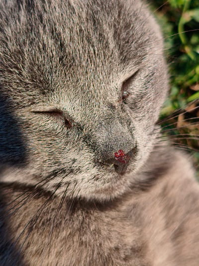 The image is a close-up, high-angle shot of a gray cat's face outdoors. The cat's eyes are closed. The cat's nose appears to be injured or irritated, with a dark red substance visible on it. The cat's fur is short and dense. The background is blurred and appears to be green grass. There is no indication of the city of Ustyvytsia, Ukraine, in the image or its context. The scene is a close-up of an animal's face.