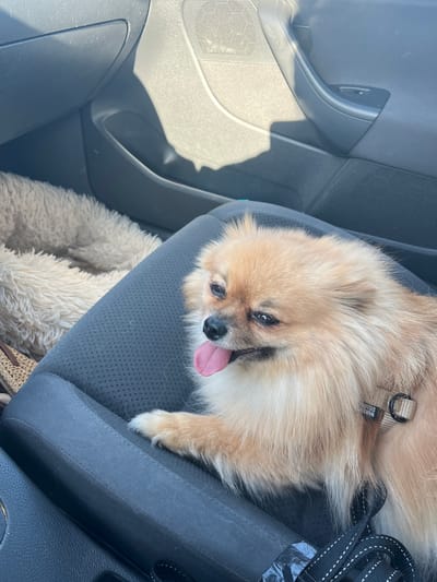 A light-colored Pomeranian dog with its tongue out is resting on a dark gray car seat. The dog is wearing a tan harness. In the background, to the left of the dog, is a fluffy, cream-colored dog bed. The interior of the car is visible, including the car door and dashboard. The lighting suggests it is daytime. This scene takes place within the city limits of Andrézieux-Bouthéon, France.