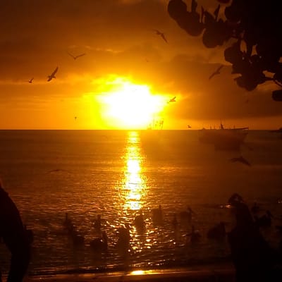 This is a photograph taken at sunset in Juan Griego, Venezuela. The scene depicts the sea with a brilliant orange sunset creating a strong reflection on the water. Several birds are silhouetted against the sky, some in flight. In the distance, a boat is visible on the water, also silhouetted. In the foreground, on the beach, there are also silhouetted figures, possibly people and more birds, though their forms are less distinct due to the lighting. The overall mood is serene, with the warm, intense colors of the sunset dominating the composition.