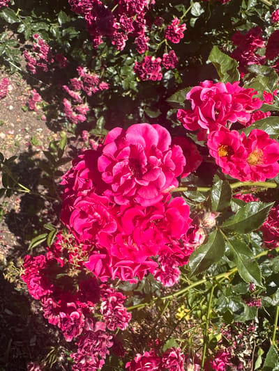A close-up, overhead shot features a cluster of bright pink roses in full bloom, their petals tightly packed and slightly ruffled. The roses are in sharp focus, with visible stamens and intricate petal layering. To the left and in the background, other rose bushes display smaller, darker pink to maroon blooms, some appearing wilted or faded. Lush, dark green leaves provide a backdrop and contrast to the vibrant flowers. The ground beneath is a mixture of soil, fallen petals, and sparse vegetation, dappled with sunlight and shadow. The overall impression is one of abundant floral growth in a natural outdoor setting. There is no indication of human presence or activity within the frame. The scene is consistent with a garden or park environment.