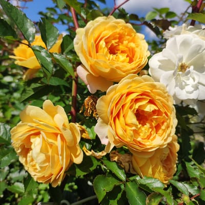The image is a close-up, eye-level shot of yellow roses in bloom, set against a backdrop of green leaves and a blue sky with wispy clouds. Four distinct yellow roses are visible, with intricate petal formations and varying degrees of openness. To the right, a white rose is partially in view, its petals sharply defined. The roses appear to be growing in a garden or natural setting, as suggested by the surrounding foliage and the bright sunlight illuminating the scene. The overall impression is one of vibrant floral beauty, captured on a clear day. The specific location in Navoloki, Russia, is not discernible from the visual information provided in the image.