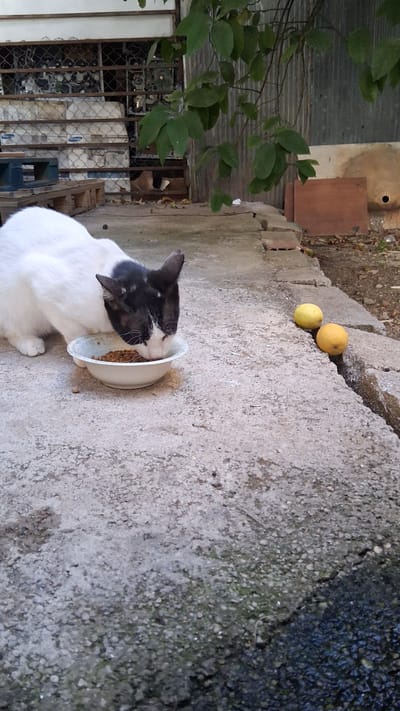 A black and white cat is eating from a white bowl of food on a cracked concrete surface. Two yellow fruits are on the concrete to the right of the cat. In the background, there is a metal fence with items behind it, some wooden pallets, and greenery from a tree. The scene appears to be in a backyard or alleyway in Antalya, Turkey.