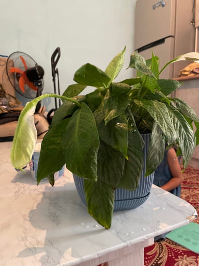 In an indoor domestic setting in Bujum, Kyrgyzstan, a peace lily plant, appearing recently watered with droplets on its leaves, is positioned on a white marble-patterned table. The plant is in a ribbed blue planter. To the left of the plant, a black oscillating fan with orange blades is visible. Behind the plant, a refrigerator can be seen. A young person, wearing a blue dress, is partially visible in the background to the right. The scene is set against a light blue wall.