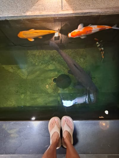 The image captures a top-down view of a large, shallow pond with a dark, textured bottom, possibly a decorative water feature in an urban setting. The water is a murky green, with some lighter patches suggesting substrate or debris beneath the surface. Dominating the pond are several large fish: one bright orange, one predominantly white with orange patches, and a third, much larger fish that is dark gray and elongated, with a pronounced head and a serrated appearance on its underside. A smaller, tri-colored fish (black, orange, and white) is also visible. The edge of the pond is a dark, smooth surface, likely stone or tile, upon which a pair of feet wearing beige flip-flops are positioned. The background above the pond shows a textured ceiling, possibly made of stone or concrete, with lighting fixtures casting a warm glow. The overall scene suggests an indoor or covered outdoor space, potentially a hotel, resort, or public building in Nha Trang, Vietnam, designed to incorporate aquatic elements.