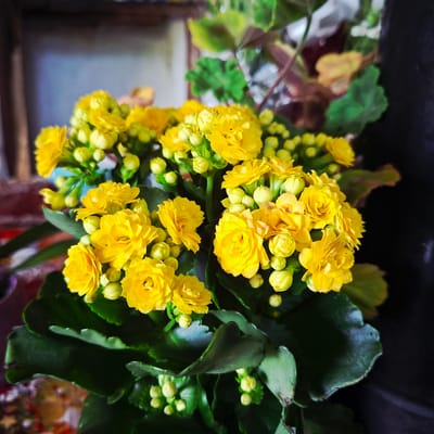 The image displays a close-up, top-down view of a vibrant potted plant featuring numerous bright yellow flowers and buds, set against a dark and blurred background. The primary subject is a cluster of densely packed yellow blooms, which appear to be double-petaled, resembling miniature roses or Kalanchoe flowers. Many spherical yellow-green buds are also visible, indicating ongoing growth and bloom.

The flowers are surrounded by sturdy, dark green leaves with scalloped or wavy edges, suggesting a succulent type of foliage. The lighting illuminates the yellow flowers brightly, making them pop against the darker tones of the leaves and the background.

The background is significantly out of focus, showing indistinct shapes of other plants, some with lighter green and reddish-brown leaves, and darker, shadowed areas which could be furniture or a wall. There is no specific activity or event taking place; it is a static portrait of a flourishing plant.

Notable details include the rich, sunny yellow color of the flowers, conveying a cheerful and lively mood. The time of day cannot be precisely determined from the indoor setting, but the bright illumination on the flowers suggests ample light. No weather conditions are discernible. There are no specific visual cues within the image to indicate the location of Markovo, Bulgaria, other than the provided context. No text is visible in the media file.