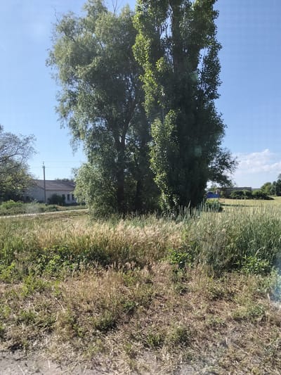A rural scene in Ustyvytsia, Ukraine, features a bright, clear blue sky above a landscape dominated by lush greenery and vegetation. In the foreground, tall grasses and dry brush create a textured ground cover, with some of the grass stalks appearing golden and feathery. Behind this, a field of taller, vibrant green grasses extends into the midground. To the left of the image, a cluster of trees with dense green foliage stands prominently, with one particularly tall, slender tree reaching towards the sky. Further in the distance, a long, low building with a dark roof and light-colored walls is visible, possibly a house or agricultural structure, situated amidst more trees. A single utility pole with wires is visible behind the building. The overall impression is one of a sunny day in a tranquil, natural setting.