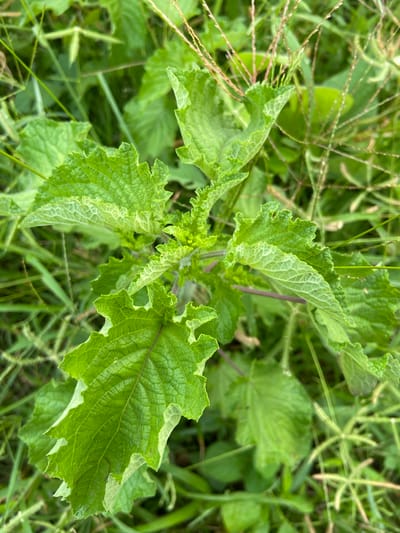 This is a close-up, high-angle, outdoor, eye-level shot of a leafy green plant, likely in Mararaba, Nigeria. The plant has broad, deeply lobed leaves with a textured surface and serrated edges. The dominant color is a vibrant green, with some lighter green veins visible on the leaves. There are also thin, dry grass stalks interspersed throughout the foliage, some with feathery tops. The background is a blur of green, indicating more vegetation and an outdoor environment. The lighting appears to be natural daylight, possibly overcast, given the absence of harsh shadows. No people or animals are visible in the image.
