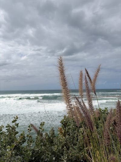 The image depicts a coastal scene in Tel Aviv-Yafo, Israel. In the immediate foreground, positioned on the right side and extending upward, is a dense cluster of tall, feathery, brownish-purplish ornamental grass plumes. To the left and slightly below these grasses, green-leafed shrubs and bushes with lighter green undersides on their leaves are visible. The mid-ground features the Mediterranean Sea, characterized by numerous white-capped waves breaking towards the shore, with the water appearing greenish-blue. A faint, dark linear structure is discernible on the distant sea horizon. The entire upper two-thirds of the image is filled with a heavily overcast, uniformly grey sky. No individuals, animals, or direct human activity are present within the frame.