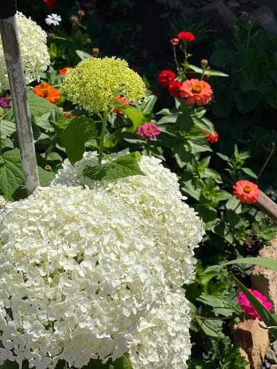 The image captures a close-up view of a white hydrangea bloom in the foreground, its petals densely packed and illuminated by sunlight. To the left, a portion of a weathered grey pole is visible, likely a support for the plant or a garden structure. Behind the hydrangea, a cluster of smaller, light green hydrangea florets is also in focus, indicating different stages of bloom. The background reveals a vibrant garden scene with a variety of colorful flowers, including orange and red zinnias, and a single white aster. Lush green foliage fills the spaces between the blooms, and a rough, textured surface, possibly rocks or a garden border, is present on the right side of the frame. The overall setting appears to be a well-maintained garden. The location is identified as Tatar-Kargala, Russia.