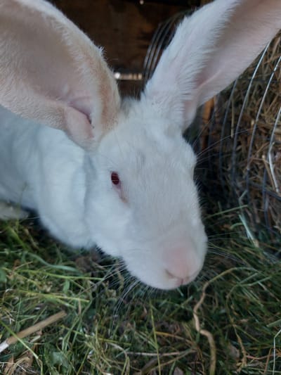 This is a close-up, top-down shot of a white rabbit, likely a domestic breed. The rabbit is resting on a bed of hay and green grass, suggesting an outdoor or enclosed living space with natural bedding. A metal cage wire is visible in the upper left background, indicating the rabbit is likely in a hutch or enclosure.

The rabbit's fur is predominantly white, with hints of pinkish-tan on its ears and foreleg, which is visible in the foreground. Its eye, a striking red, is clearly visible. The rabbit's nose is also a pale pink. The lighting suggests it is daytime, possibly outdoors, as there are shadows and highlights on the fur. The environment appears to be natural, with soft textures of hay and grass. No text is visible in the image. The overall mood is one of calm and rest.