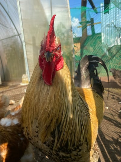 A rooster is the subject of a close-up, low-angle outdoor photograph, presumably taken in Votkinsk, Russia. The rooster, facing the camera, has a prominent red comb and wattle, with visible fleshy skin around its eyes. Its plumage is a mix of golden-yellow and dark brown/black feathers. To the left of the rooster, a translucent structure, possibly a greenhouse or hoop house, is visible, casting diffused light. In the background, a green mesh fence is stretched across wooden posts, and beyond that, a bright blue sky with scattered clouds can be seen. The ground appears to be dirt and straw. Other chickens, mostly out of focus, are visible in the lower left quadrant of the image.