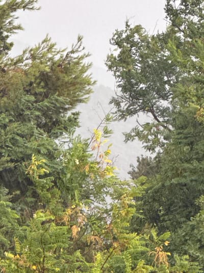 The image shows a dense, leafy forest with a misty or foggy atmosphere in the background. The foreground is dominated by various shades of green foliage from different types of trees and plants. Some leaves have a yellowish or light brown hue, suggesting autumn or a change in season. The branches are intertwined, creating a layered effect. The background is obscured by a light gray mist, with faint outlines of a distant hilly or mountainous landscape visible through the trees. There are no people, animals, or man-made structures clearly discernible in the image. The scene depicts a natural, somewhat wild environment, likely a forest area. The prompt requests information about the location in Boreti, Montenegro, however, the visual content of the image does not provide any specific clues to confirm or deny this location. The image is a medium shot focused on the trees and their foliage.
