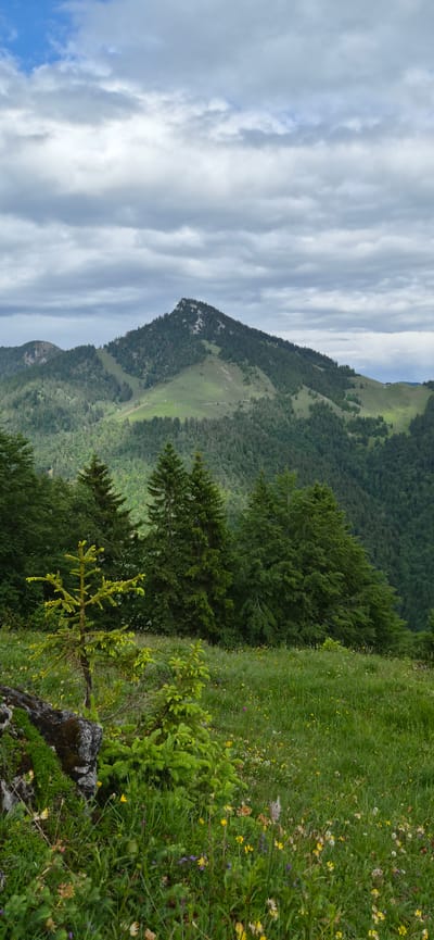 The image depicts a mountainous landscape located near Erl, Austria. The sky is largely overcast with multiple layers of stratocumulus clouds, appearing predominantly gray and white, with a small patch of clear blue visible in the upper left corner.
In the background, a prominent, steep mountain peak dominates the central horizon, characterized by exposed gray rock formations at its summit. Its slopes are densely covered with dark green coniferous trees, interspersed with lighter green grassy clearings. Within one of these central clearings, a few small, distant structures, possibly agricultural huts, are discernible. Other tree-covered mountains recede into the distance on both sides of the central peak, presenting varied topography and further dense forestation.
The midground features a dense band of mature, dark green coniferous trees, forming a natural barrier between the distant mountains and the immediate foreground.
The foreground consists of a vibrant green meadow covered with diverse plant life, including numerous small wildflowers in shades of yellow, purple, and white. To the left, a young, bright green conifer sapling stands upright, with a smaller one partially visible next to it. Below these saplings, a section of dark, moss-covered rock protrudes from the grassy terrain. No people or animals are visible, and no actions or interactions are occurring within the scene.